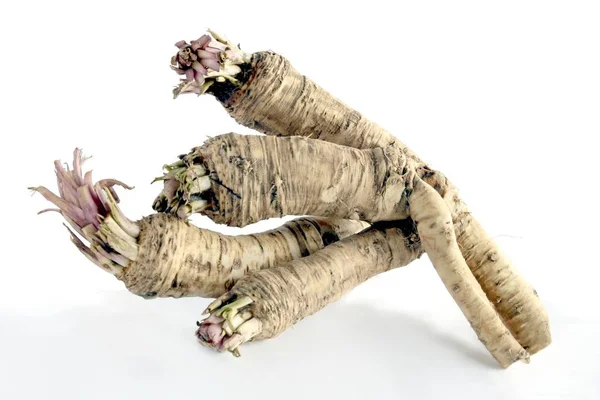 Baharatlı Sebze Olarak Horseradish Kökleri — Stok fotoğraf