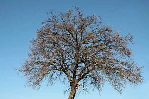 Divers Arbres Énormes Début Printemps — Photo