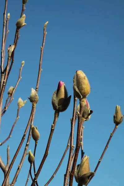 Magnolia Arbre Aux Fleurs Roses Bourgeons — Photo