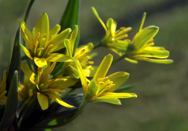 Желтые Цветы Растения Gagea Lutea — стоковое фото