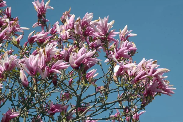Drzewo Magnolii Różowymi Kwiatami Pąkami — Zdjęcie stockowe