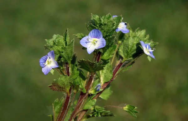 Små Blå Blommor Fåglar Eye Plant Närbild — Stockfoto