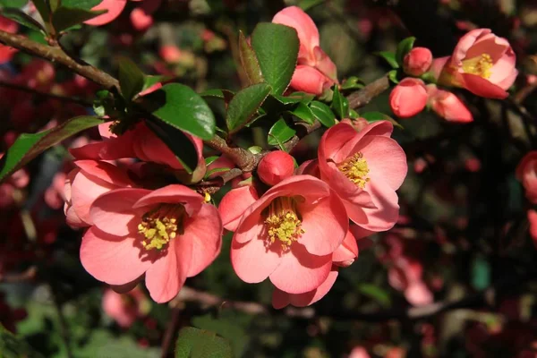 Czerwone Kwiaty Chaelomenes Japoński Bush — Zdjęcie stockowe