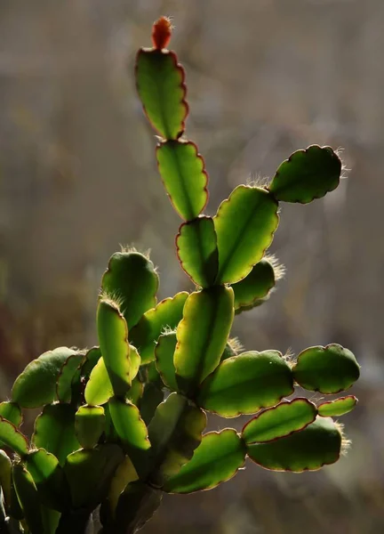 Feuilles Vertes Plantes Succulentes Gros Plan — Photo