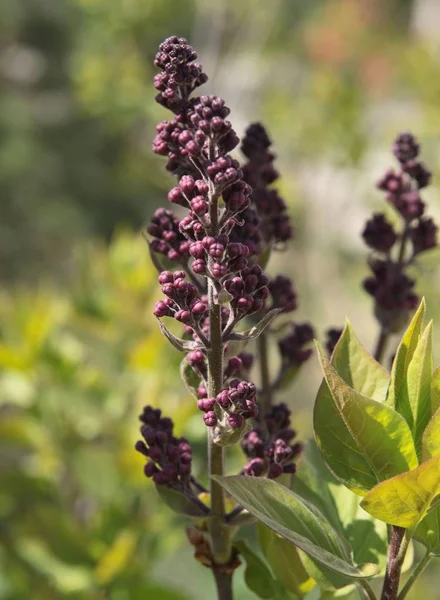 Cespuglio Lilla Con Boccioli Fiori Lilla Vicino — Foto Stock