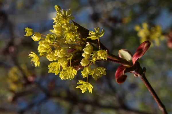 Flores Amarelas Árvore Bordo Primavera — Fotografia de Stock