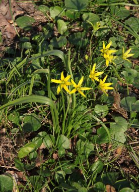 Gagea Lutea küçük bahar çiçekleri