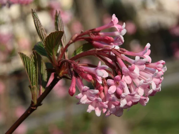 Bonitas Flores Rosadas Weigela Florida Arbusto Primavera — Foto de Stock