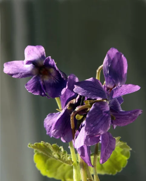 Sweet Violets Blooming Spring — Stock Photo, Image