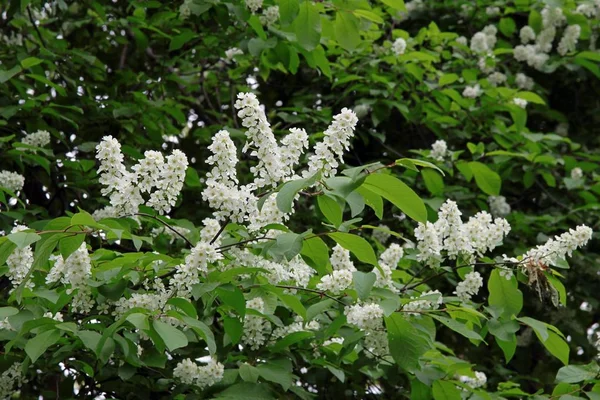 春のブドウの木の白い花 — ストック写真
