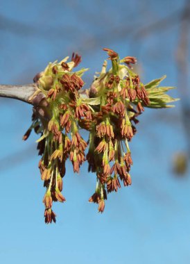 İlkbaharda çiçek açan kutu yaşlı ağaç