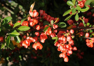 süs çalı chaenomeles japonica kırmızı çiçekler 