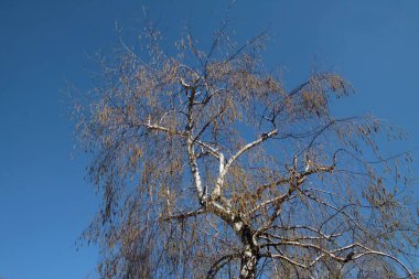 ilkbaharda açan huş ağacı