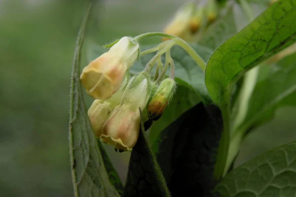 Yellow Flowers Kind Comfrey Plant — Stock Photo, Image