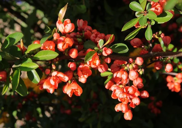 Flores Vermelhas Arbusto Ornamental Chaenomeles Japonica — Fotografia de Stock