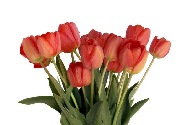 Posy Red Tulips Close — Stock Photo, Image
