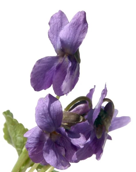 Lila Fragrant Flowers Sweet Violet Plant — Stock Photo, Image