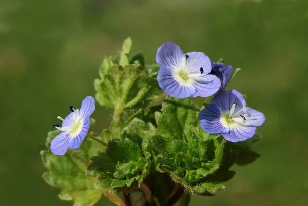 Small Blue Flowers Birds Eye Plant Close — Stock Photo, Image