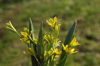 gagea lutea bahar bitki sarı çiçek
