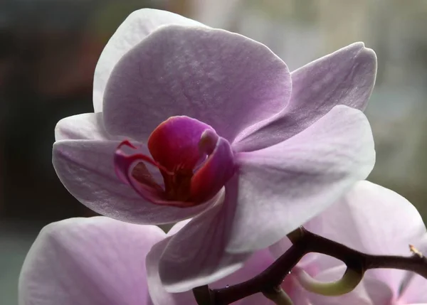 Розовый Цветок Орхидеи Фаленопсис Крупным Планом — стоковое фото