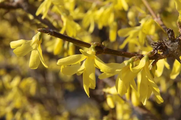 Arbusto Forsythia Com Flores Amarelas — Fotografia de Stock