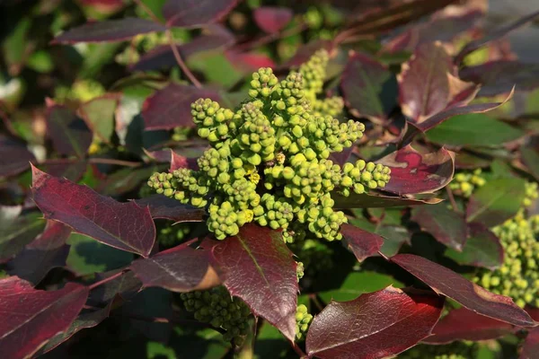 Berbereris Angustifolium Bush Buds Flowers — Stock Photo, Image