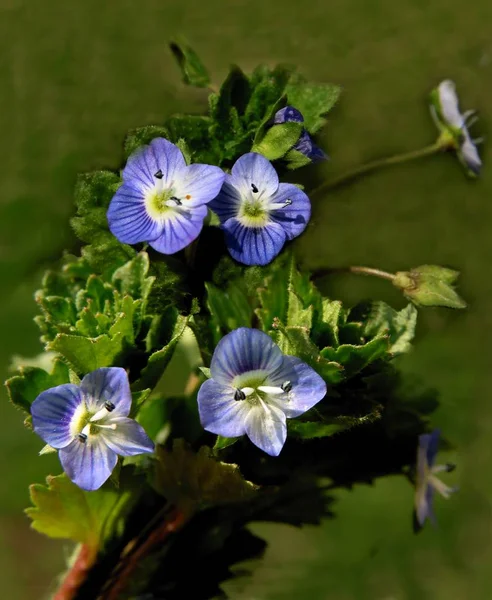 Fleurs Bleues Veronica Persica Plante Sauvage — Photo