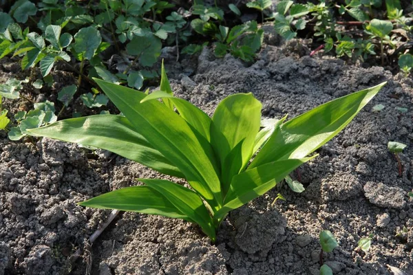 Wild Garlic Plant Blooming — Stock Photo, Image