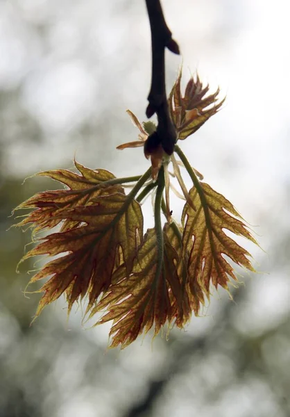 Растущие Листья Почки Весной — стоковое фото