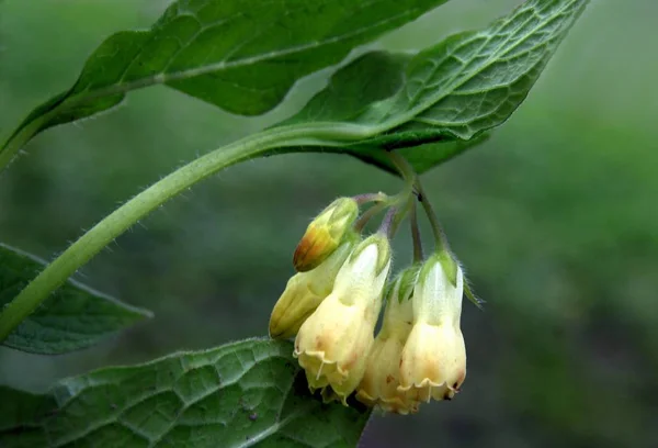 Flores Amarelas Espécie Comfrey Planta — Fotografia de Stock