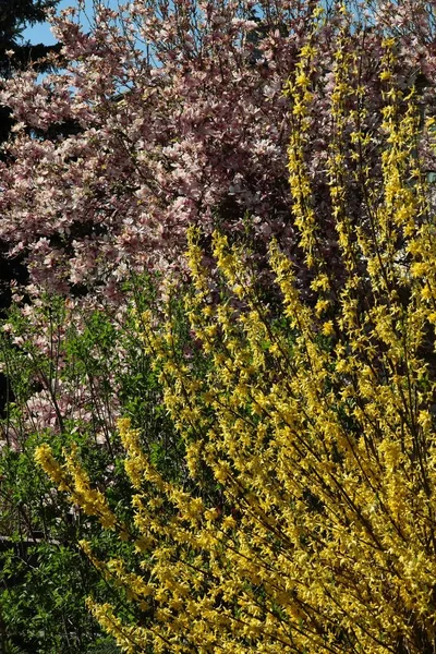 Розовый Зеленый Желтый Цвета Весны — стоковое фото