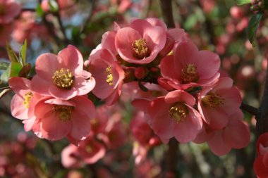 süs çalı chaenomeles japonica kırmızı çiçekler 
