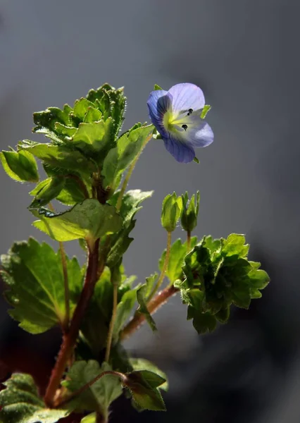 ヴェロニカペルシカ野生植物の青い花 — ストック写真