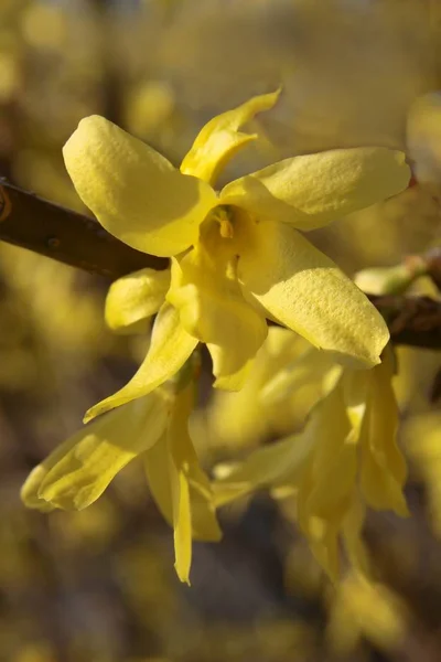 Sárga Virágok Forsythia Bokor Tavasszal — Stock Fotó