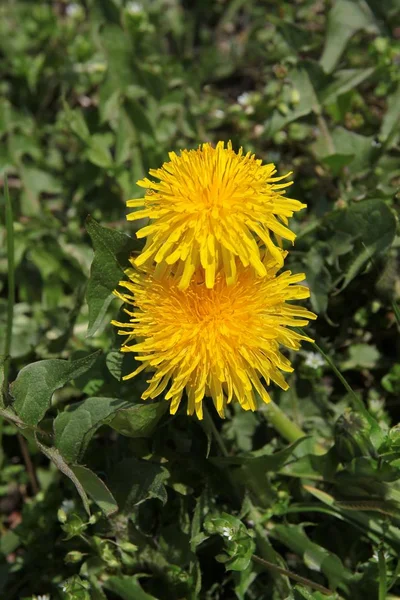 Gula Maskrosor Ängen Våren — Stockfoto