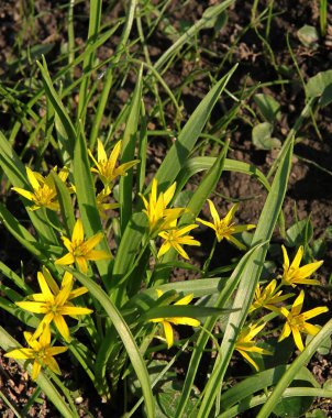 gagea lutea bahar bitki sarı çiçek