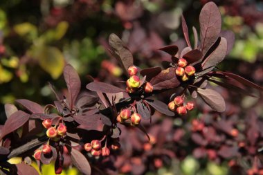 küçük çiçekler ile burberry çalı yakın