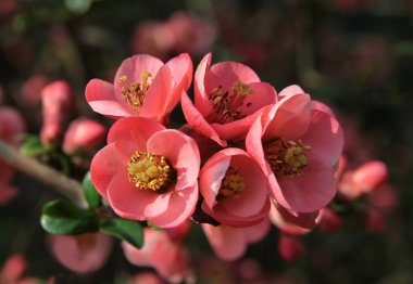 Chaenomeles japonica çalı kırmızı çiçekler yakın