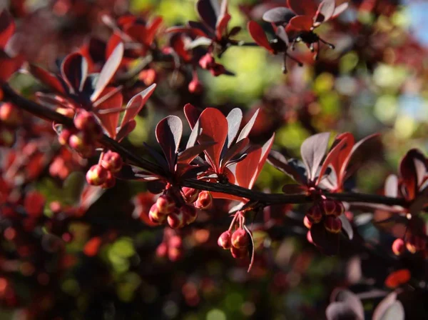 Burberry Bush Med Små Blommor Närbild — Stockfoto