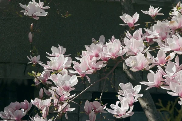 Drzewo Magnolii Różowymi Flobniżki Wiosnę — Zdjęcie stockowe