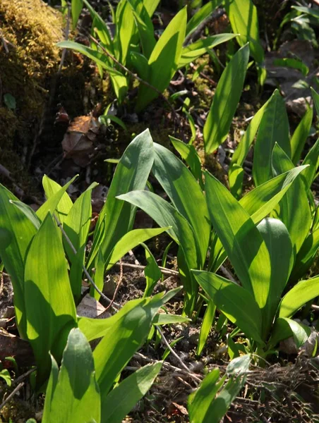 Vild Vitlöksväxt Innan Den Blommar — Stockfoto