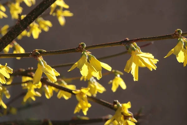 Forsycja Krzak Żółtymi Kwiatami Wiosną — Zdjęcie stockowe