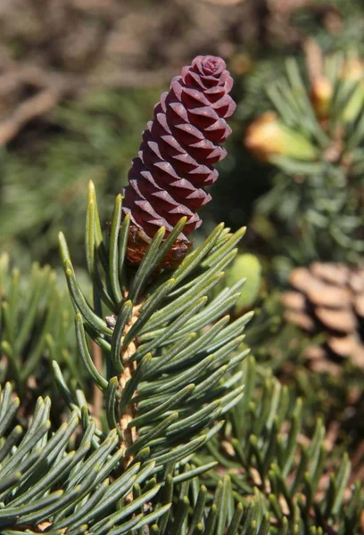 Picea Orientalis Abeto Com Cones Pequenos — Fotografia de Stock