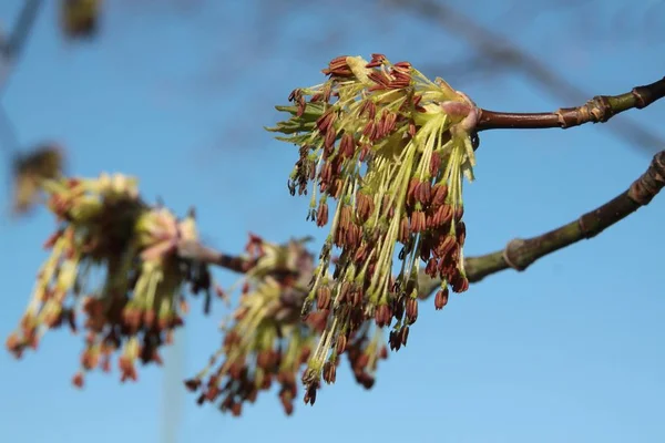 Acer Negundo Träd Blomstrar Våren — Stockfoto