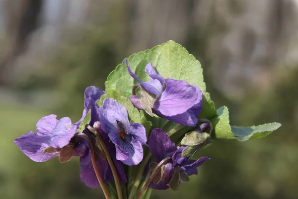 ライラ 春の甘い紫色の植物の香りの花 — ストック写真