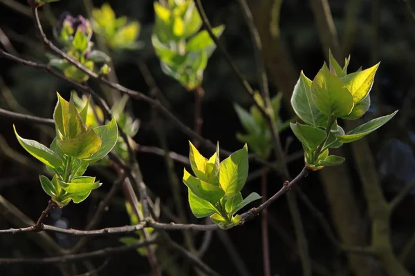 Crescimento Folhas Frescas Primavera — Fotografia de Stock