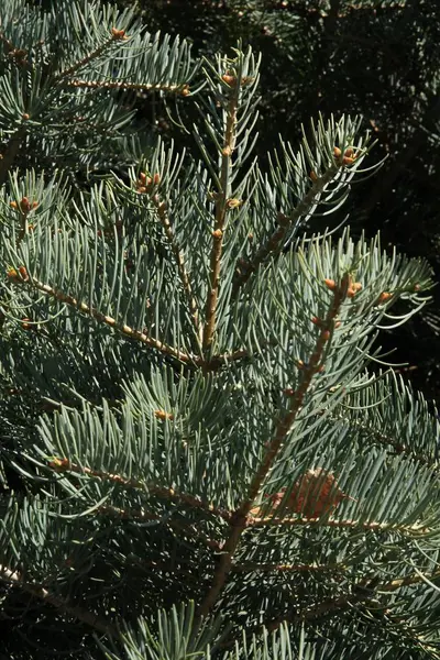 Twig Pine Tree Close — Stockfoto