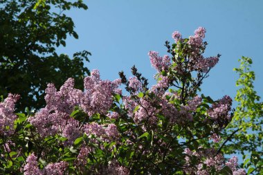 lila çiçekleri ile leylak çalı yakın