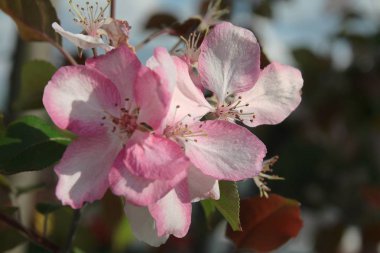 süs ağacının pembe çiçekleri yakın