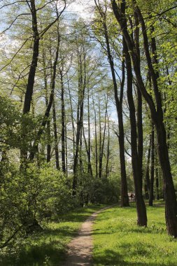 ilkbaharda ağaçlar ve bitkilerin pitoresk manzara